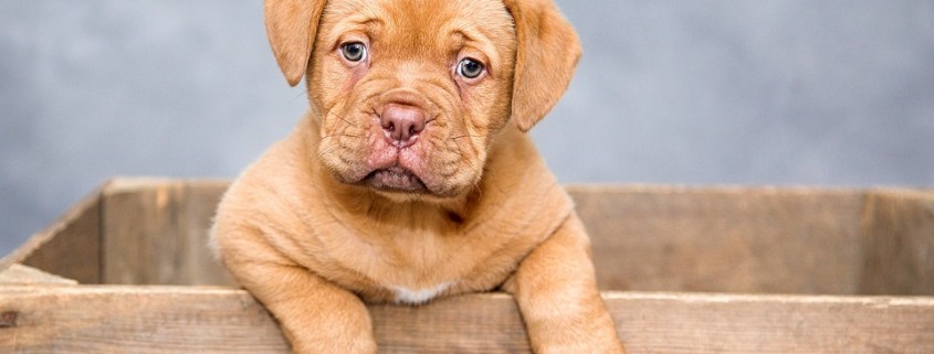Bordeaux dog puppy