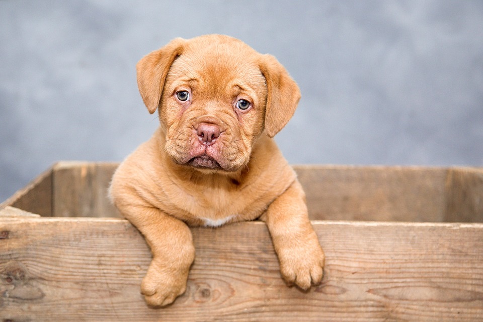 Een Bordeaux Dog Opvoeden Bordeauxdog be